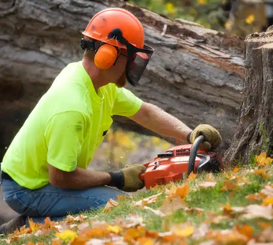 tree services Rio Lucio